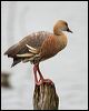 plumedwhistlingduck_36875