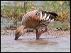 plumedwhistlingduck_63063