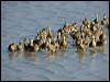 plumedwhistlingduck_91625