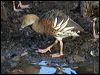 plumedwhistlingduck_91817