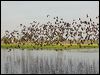 plumedwhistlingduck_91894