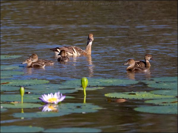 Plumed Whistling Duck plumedwhistlingduck_100404.psd