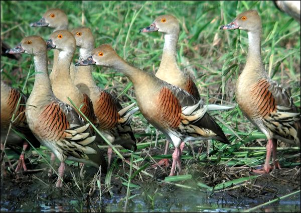 Plumed Whistling Duck plumedwhistlingduck_10087.psd
