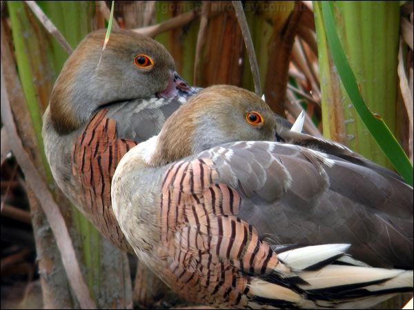 Plumed Whistling Duck plumedwhistlingduck_12006.psd