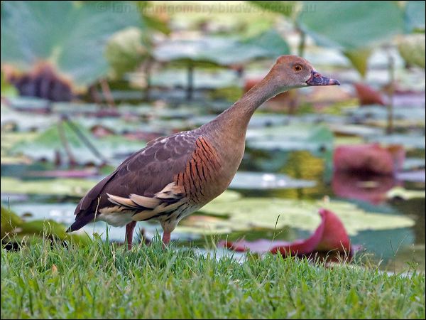 Plumed Whistling Duck plumedwhistlingduck_157052.psd