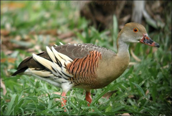 Plumed Whistling Duck plumedwhistlingduck_15735.psd