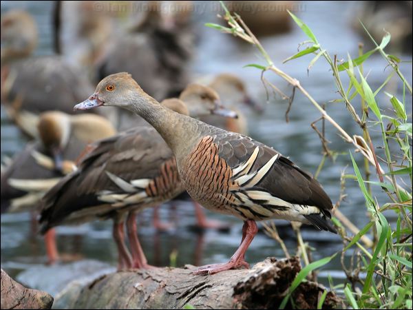 Plumed Whistling Duck plumedwhistlingduck_36710.psd
