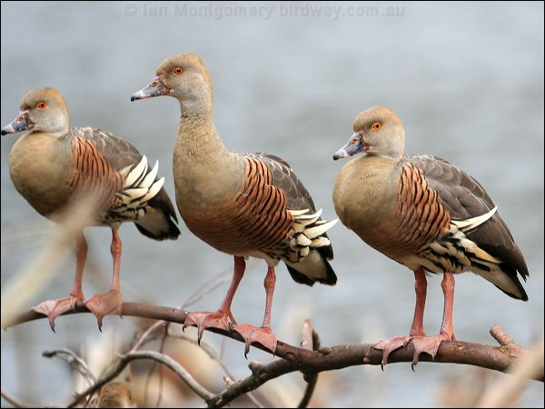 Plumed Whistling Duck plumedwhistlingduck_36722.psd