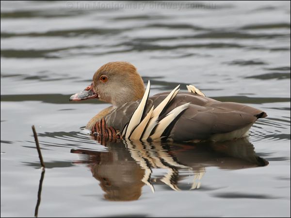 Plumed Whistling Duck plumedwhistlingduck_36750.psd