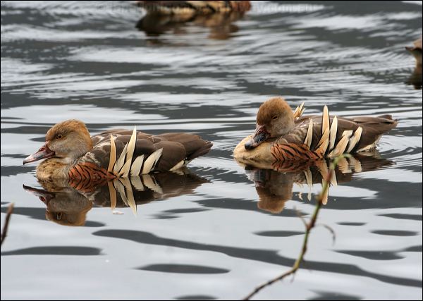Plumed Whistling Duck plumedwhistlingduck_36762.psd