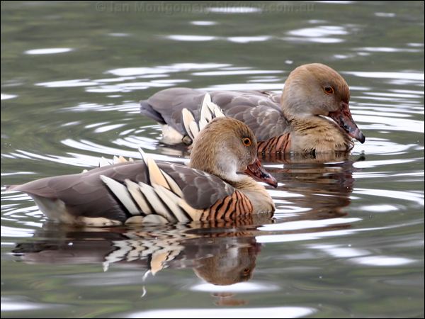 Plumed Whistling Duck plumedwhistlingduck_36770.psd