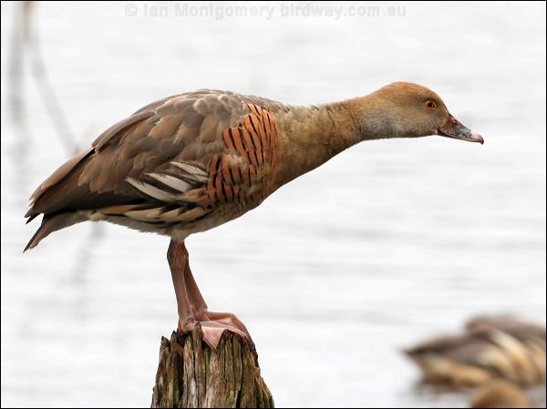 Plumed Whistling Duck plumedwhistlingduck_36776.psd