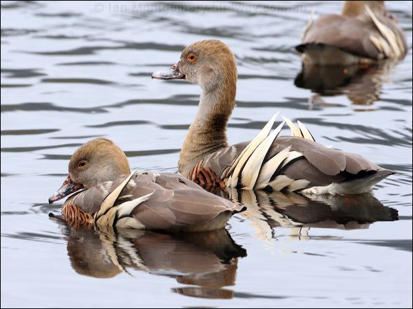 Plumed Whistling Duck plumedwhistlingduck_36781.psd