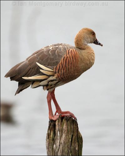 Plumed Whistling Duck plumedwhistlingduck_36875.psd