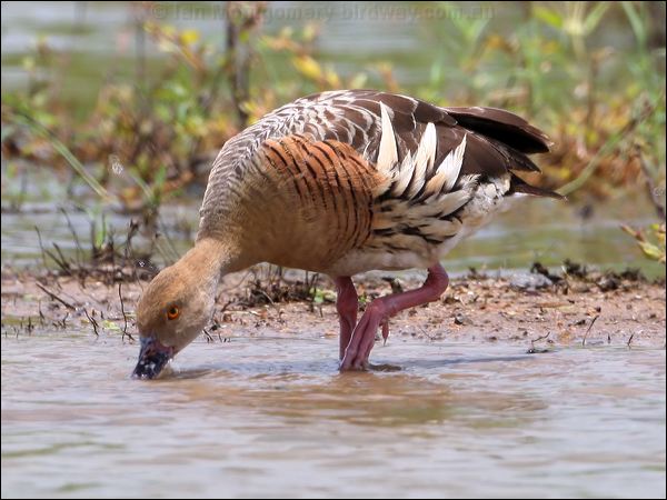 Plumed Whistling Duck plumedwhistlingduck_63063.jpg