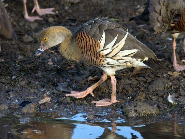 Plumed Whistling Duck plumedwhistlingduck_91817.psd
