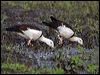 radjah_shelduck_157208