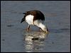 radjah_shelduck_91619