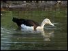 radjah_shelduck_91813