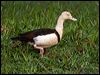radjah_shelduck_91818