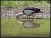 radjah_shelduck_92908