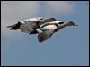 radjah_shelduck_92971