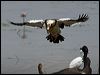 radjah_shelduck_93002