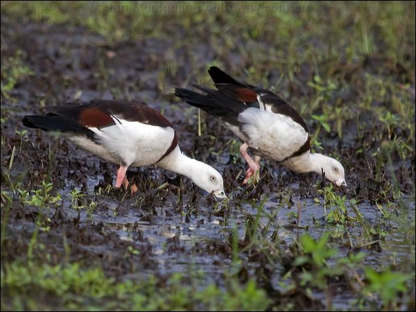 Raja/Radjah Shelduck radjah_shelduck_157208.psd