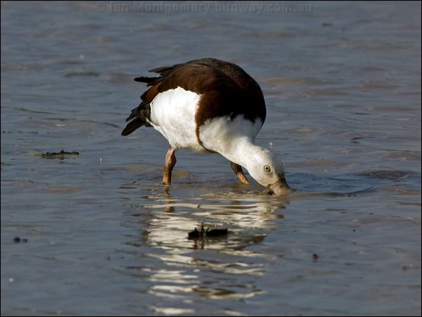 Raja/Radjah Shelduck radjah_shelduck_91619.psd