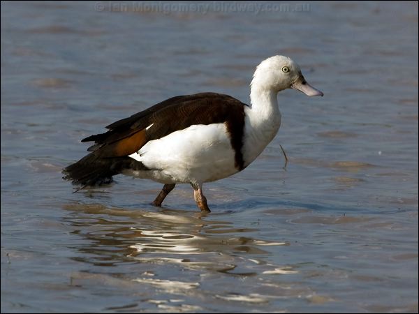 Raja/Radjah Shelduck radjah_shelduck_91620.psd