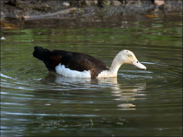 Raja/Radjah Shelduck radjah_shelduck_91813.psd