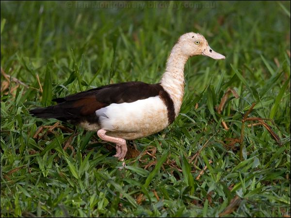 Raja/Radjah Shelduck radjah_shelduck_91818.psd