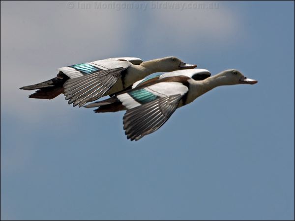 Raja/Radjah Shelduck radjah_shelduck_92971.psd