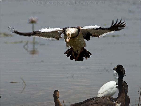 Raja/Radjah Shelduck radjah_shelduck_93002.psd