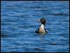 redbreast_merganser_143311