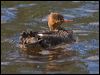 redbreast_merganser_143336