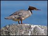 redbreast_merganser_143586