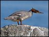 redbreast_merganser_143588