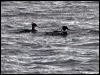 redbreastedmerganser_84206