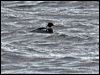 redbreastedmerganser_84213