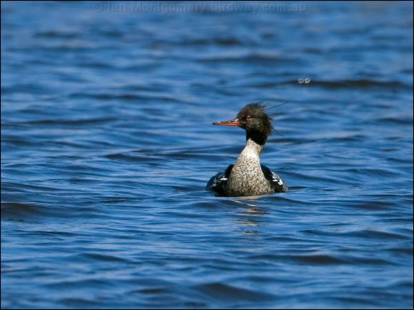 Red-breasted Merganser redbreast_merganser_143311.psd