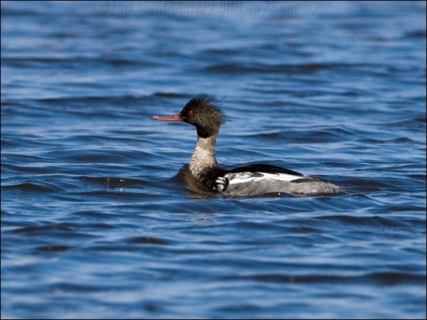Red-breasted Merganser redbreast_merganser_143315.psd