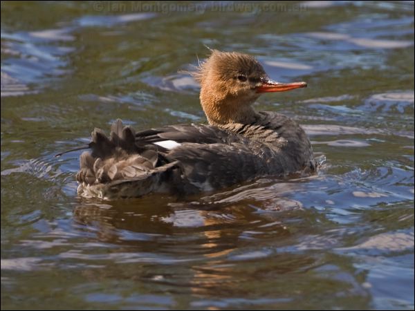 Red-breasted Merganser redbreast_merganser_143336.psd