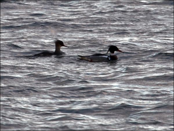 Red-breasted Merganser redbreastedmerganser_84206.psd