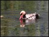 Click here to enter gallery and see photos of Red-crested Pochard