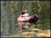 red_crested_pochard_53523