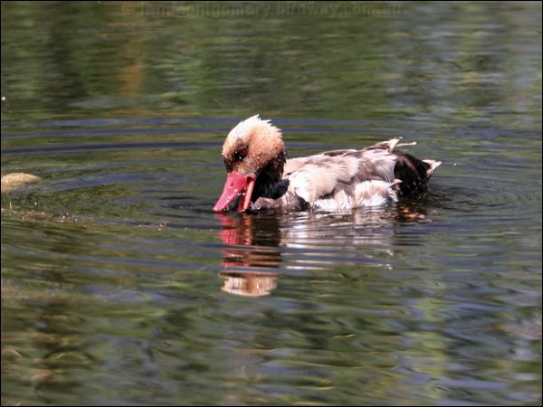 Red-crested Pochard red_crested_pochard_53517.jpg