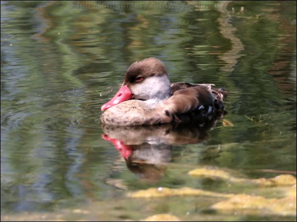 Red-crested Pochard red_crested_pochard_53523.jpg