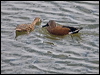 red_shoveler_208156