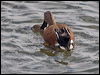 red_shoveler_208160